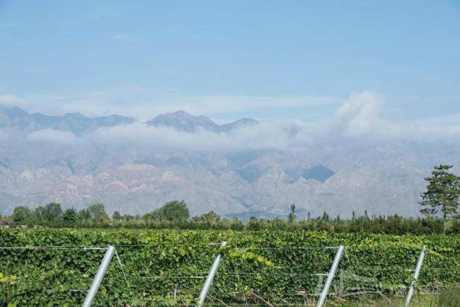 葡萄|宁夏贺兰山东麓的葡萄酒,真的值得夸一波