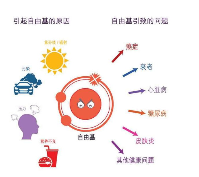 毒素|芝麻素，可以幫助我們抵抗自由基