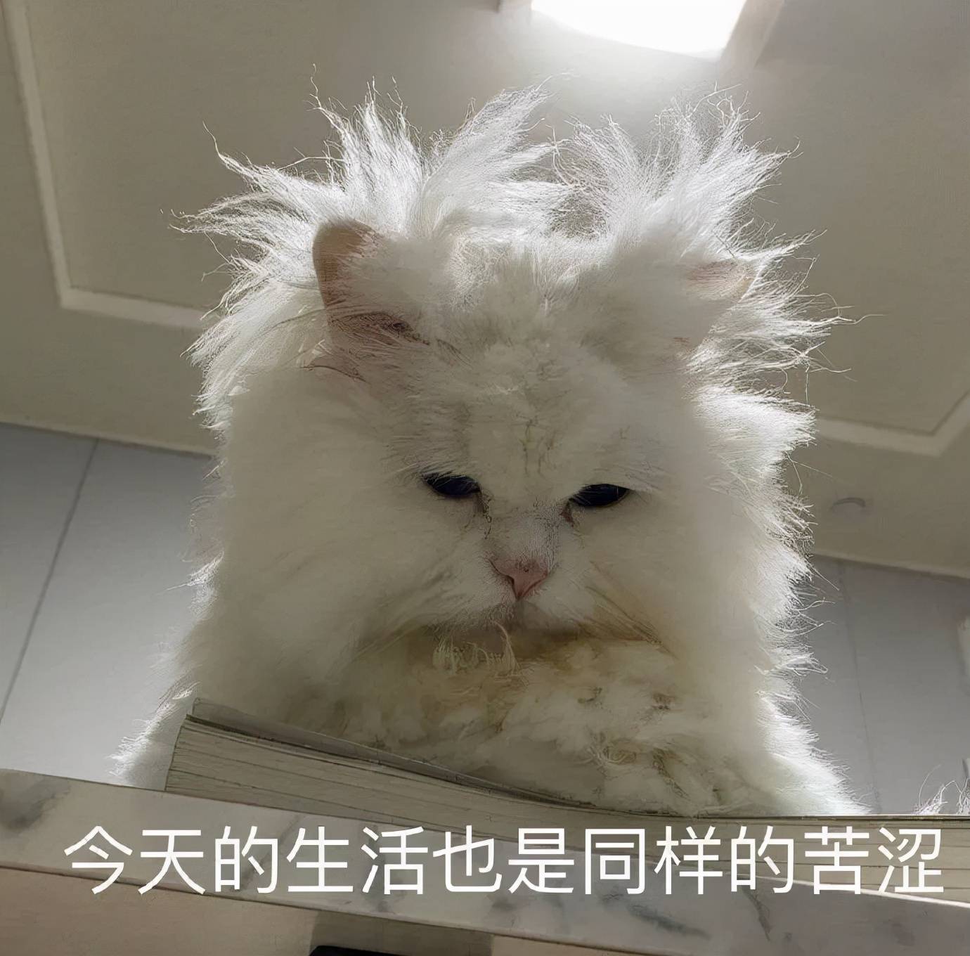 网友|倪妮新封面撞脸辛芷蕾？网友：这图有点辣眼睛...