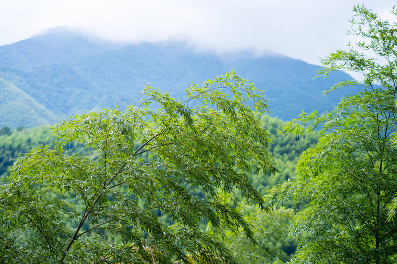 游卧虎藏龙取景地,安吉中国大竹海!_竹林