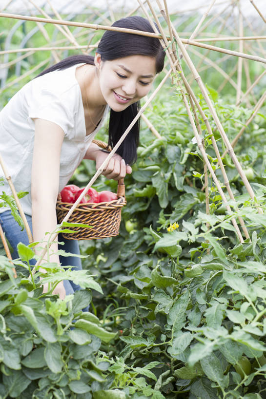 弯腰买菜风光图片