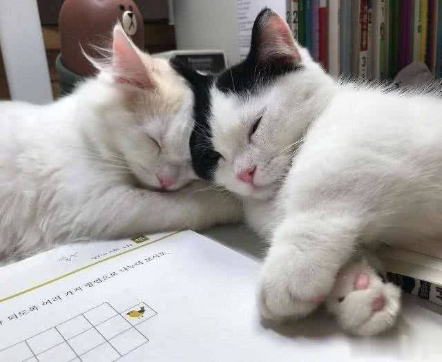 猫咪|猫咪在睡觉的时候，为什么要“打呼噜”？