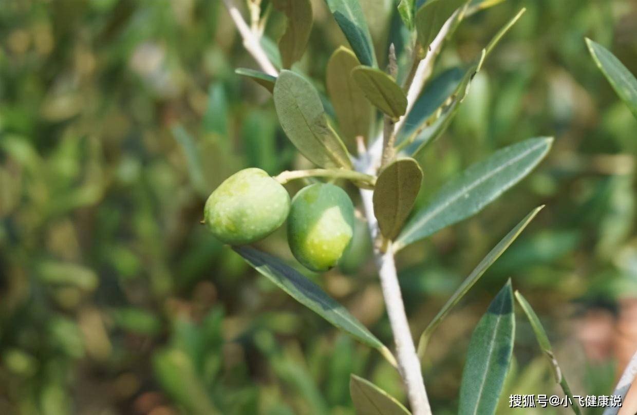 一点红草药的功效和副作用 0fd00ecd0a4c4e7d9833821250e74a9a.jpeg