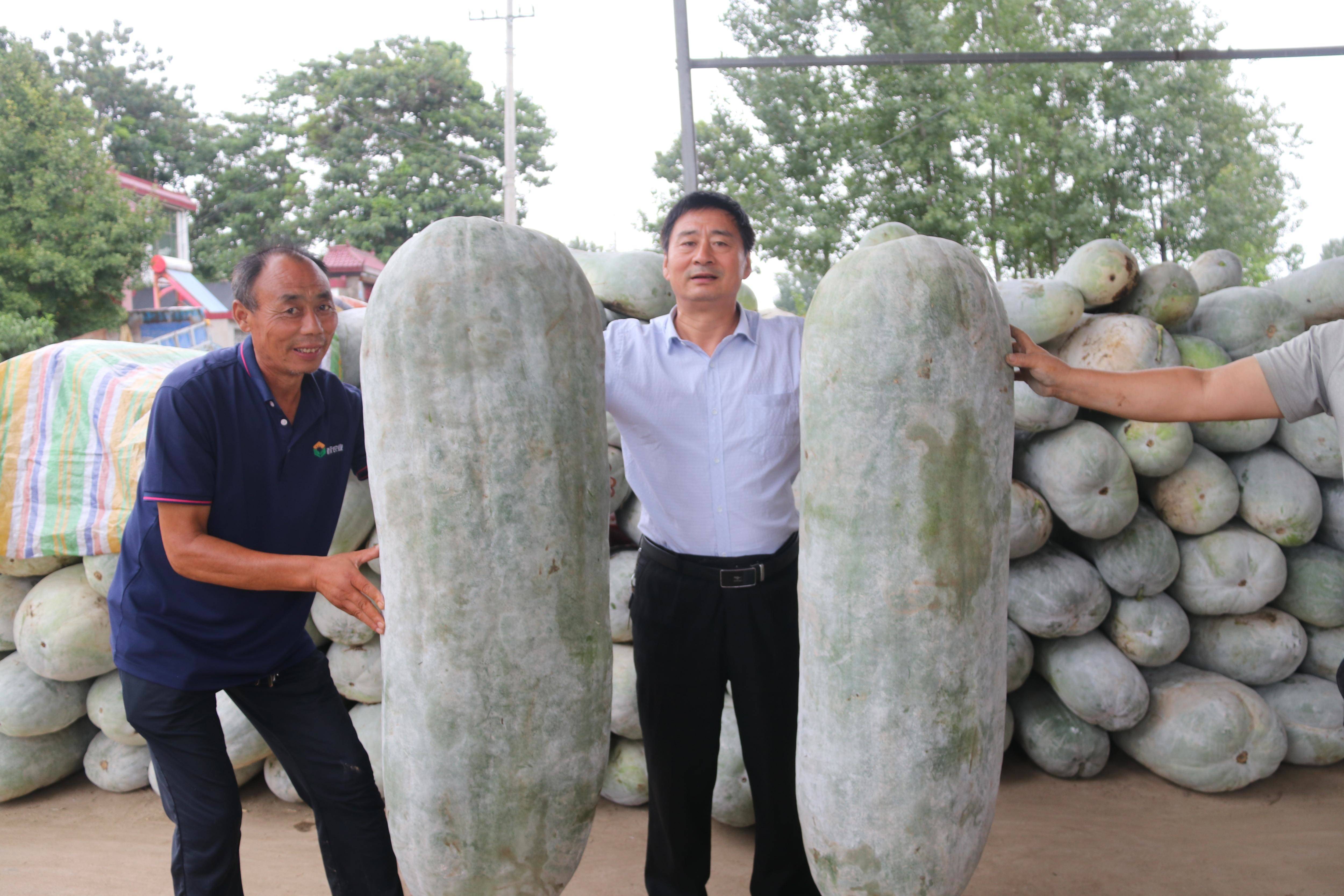 河南临颍再次发现16米长的超级冬瓜王