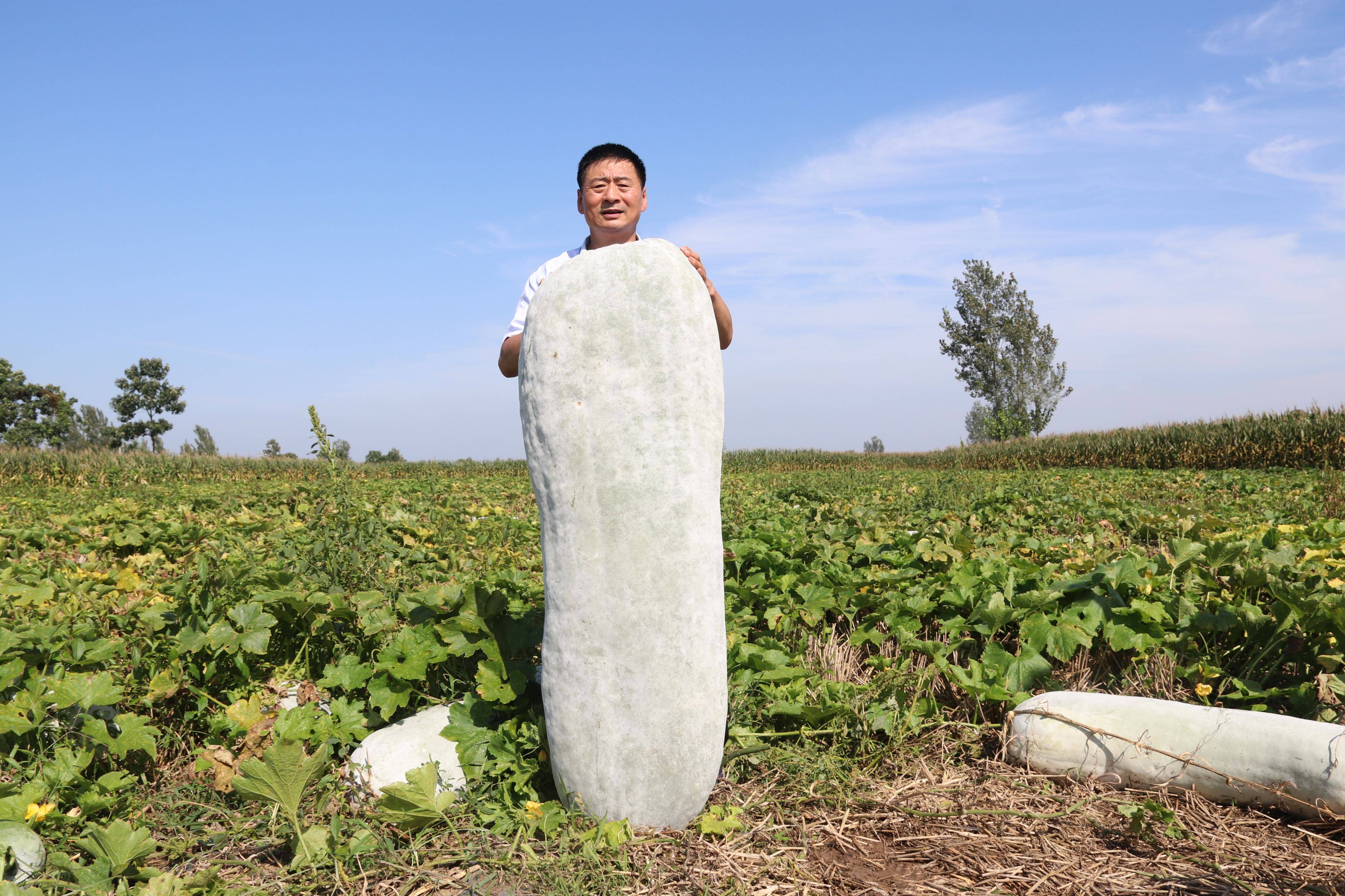 河南临颍再次发现16米长的超级冬瓜王