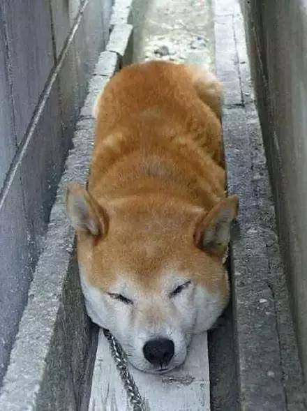 柴犬有很多種 被卡住的只是其中一種 表情 中國熱點