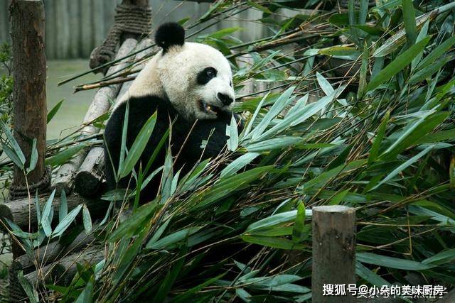 原创古老的国宝级吃货大熊猫为什么天天吃竹子却不会扎得满嘴是血