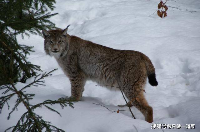 欧亚猞猁与狼獾谁怕谁动物学家实拍猞猁打跑狼獾