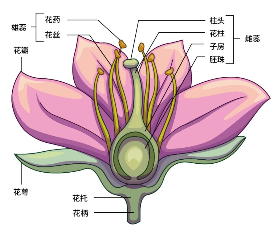 藏文科普拟南芥十字小花破译植物密码