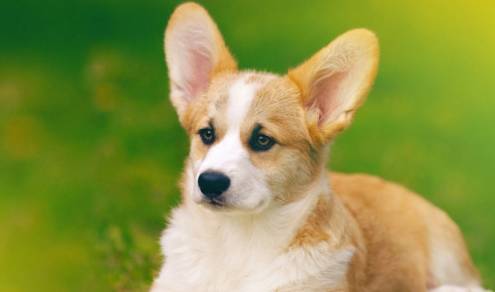 体型在你准备饲养小型犬时，在柯基和博美之间应如何选择？