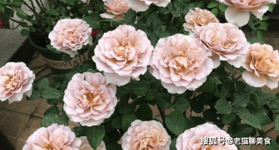 双鱼座和天蝎女配对合适吗 c40df4fb617f41ab9fc669b7f028a5be.png