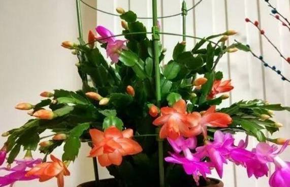 怎么养蟹爪兰长得快叶厚 dd8cfa02a5a54d4fab131f600b183546.jpeg