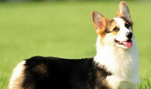 体型在你准备饲养小型犬时，在柯基和博美之间应如何选择？