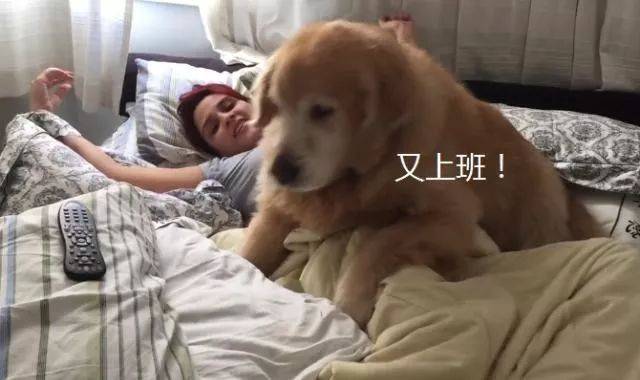 金毛今年已經10歲，為了不讓主人上班，它想了個「餿主意」 萌趣萌寵 第2张