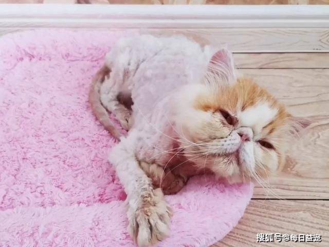 猫咪|加菲猫流浪一个月后，从天使变成“恶魔”，品种猫真的不能流浪