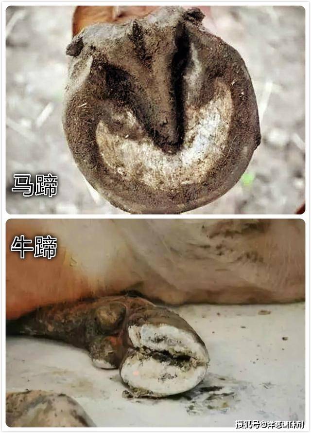 同样都是驯化动物,为什么马需要钉"马掌",而牛却不需要?_马蹄铁