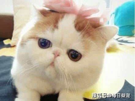 猫咪|加菲猫流浪一个月后，从天使变成“恶魔”，品种猫真的不能流浪
