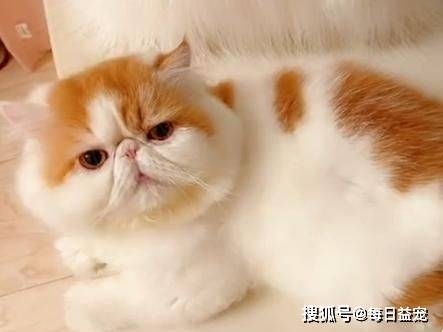 猫咪|加菲猫流浪一个月后，从天使变成“恶魔”，品种猫真的不能流浪