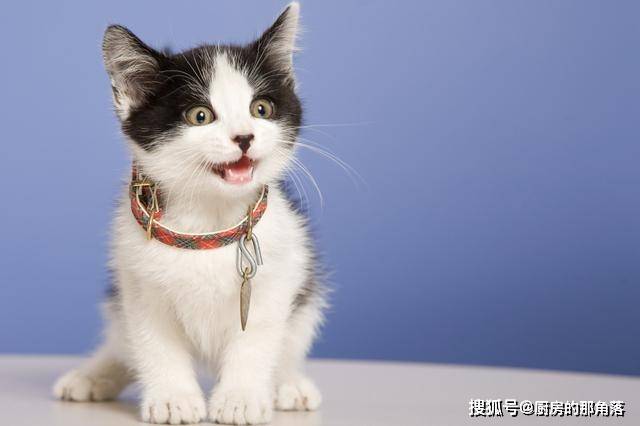 猫猫的丁丁上为什么会长钩刺?这样母猫不会受伤吗?_小钩