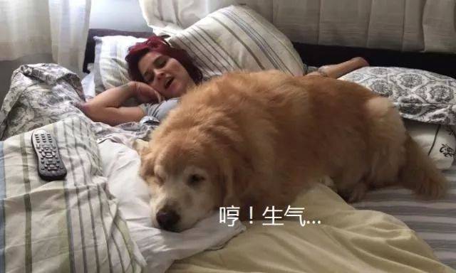 金毛今年已經10歲，為了不讓主人上班，它想了個「餿主意」 萌趣萌寵 第1张