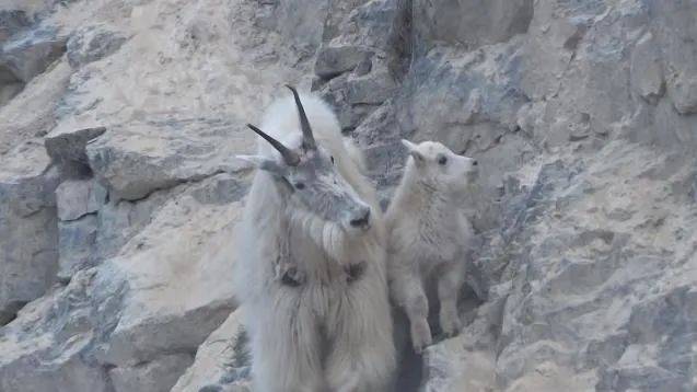 羊杀熊 加拿大灰熊捕猎时不幸被山羊反杀 羊角刺穿腋窝和脖子 动物 全网搜