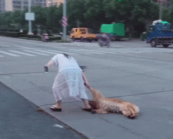 贴士:如果遇到女子的这种情况,建议大家可以尝试持续用美食来引诱狗狗