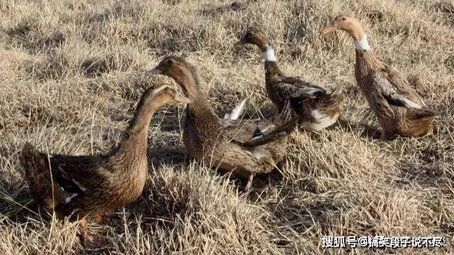 鸭狗什么成语_成语故事手抄报