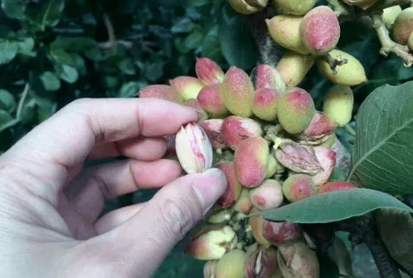 开心果是漆树科黄连木属的多年生落叶果树,它和我国另外一种广泛种植