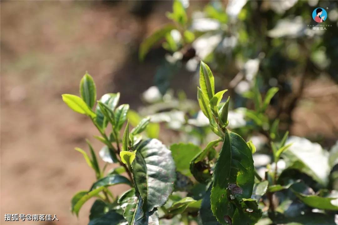 消费者|“我99块就能买到名山头，干嘛要花几千？”