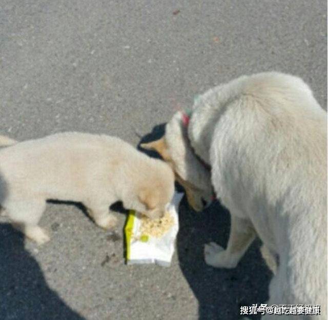 坑边|女子被流浪狗尾随,好心给它喂食物被拒,接下来发现感人一幕