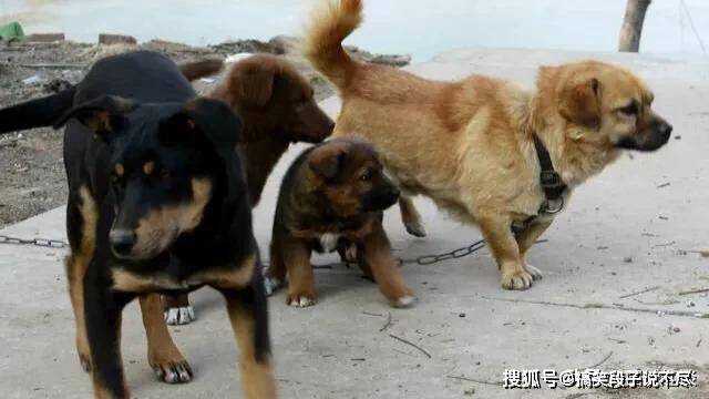 鸭狗什么成语_成语故事手抄报