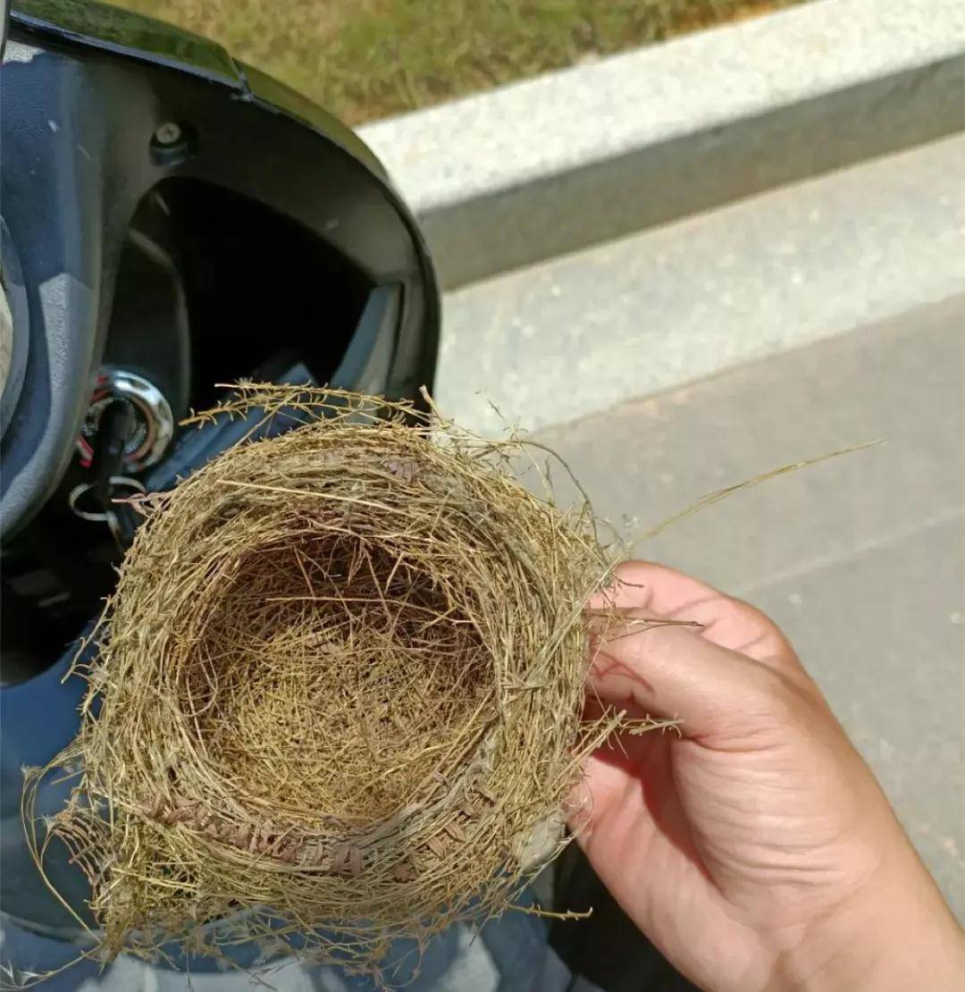 家里给我安排相亲,妹妹拿着鸟窝叹气,她是不是嫉妒我?