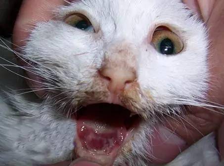 什么是猫杯状病毒感染?请看详细解说