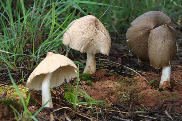 七彩雲南萬物共生的奧秘雲南美味山珍野生菌