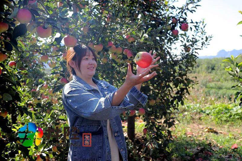 洛阳村|2000万斤苹果不愁卖，井陉这个村有绝招！