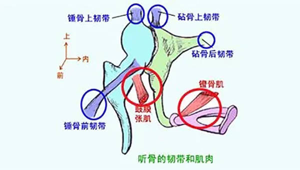 喉骨什么成语_喉骨图片(3)