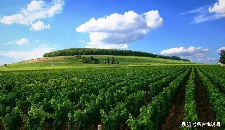 美国|澳大利亚葡萄酒退出之后 中国葡萄酒市场五大获利葡萄酒国