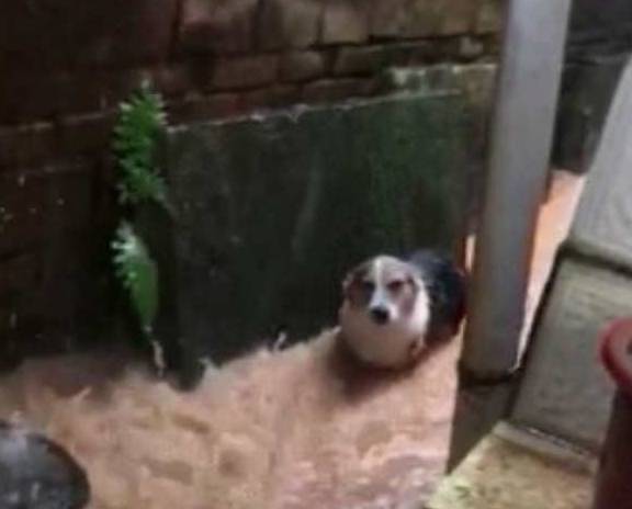 什么柯基暴雨中不肯回家，邻居好奇过来问，主人气哭：它和我赌气呢！
