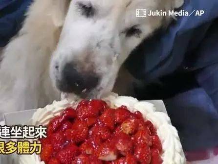 主人幫15歲金毛過生日，狗狗雖然老到坐不起來，但笑得超開心 萌趣萌寵 第2张