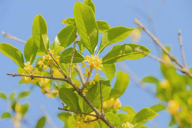 空气|秋日限定美景！桂花香、紫色花海颜值正盛，快约~