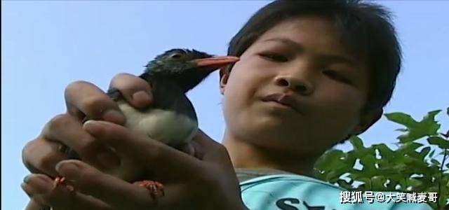 原创湖南鸟神男孩精通鸟语还能指挥小鸟做事难道有特异功能