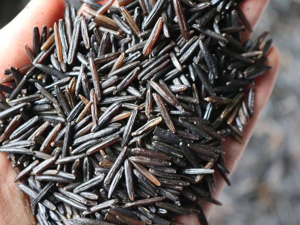 原创曾是六谷之一因病害放弃种植却被外国发扬光大进口30元一斤