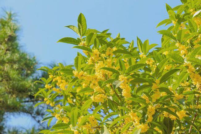 空气|秋日限定美景！桂花香、紫色花海颜值正盛，快约~