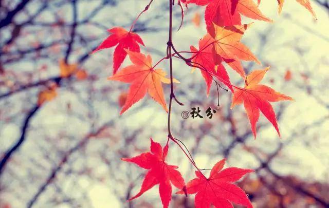 被称为|正是一年最美时