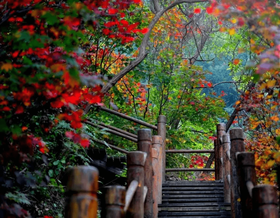 如山|一眼就“沦陷”！这里藏着济南超浪漫的秋天，再等半个月又要美出新高度！