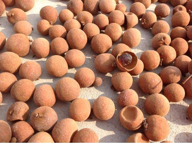 怎么晒龙眼最好 c0ab5a04fa074478a515e654ac7f28de.jpeg