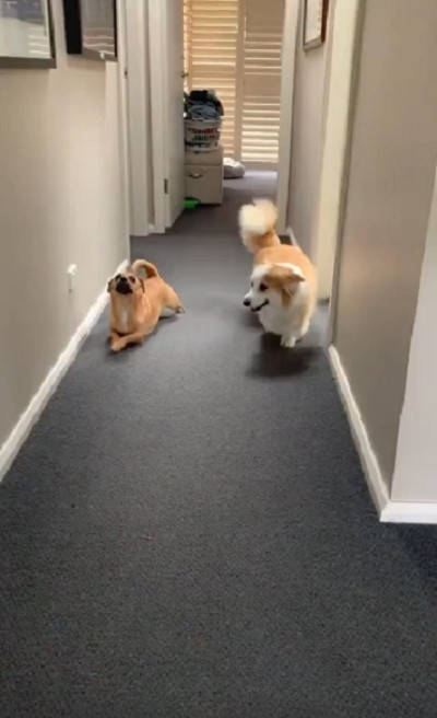 狗狗和柯基犬生活久后 竟也变成了 小短腿 网友 好过分啊 牛羊