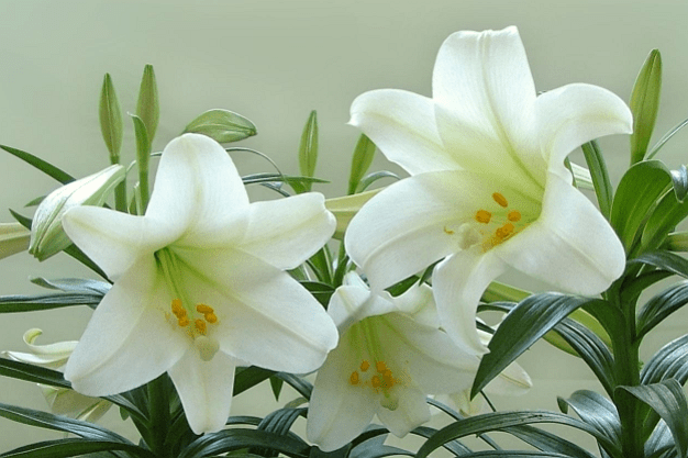d88dde3e30e74563a51e5c0ea84019b1.png