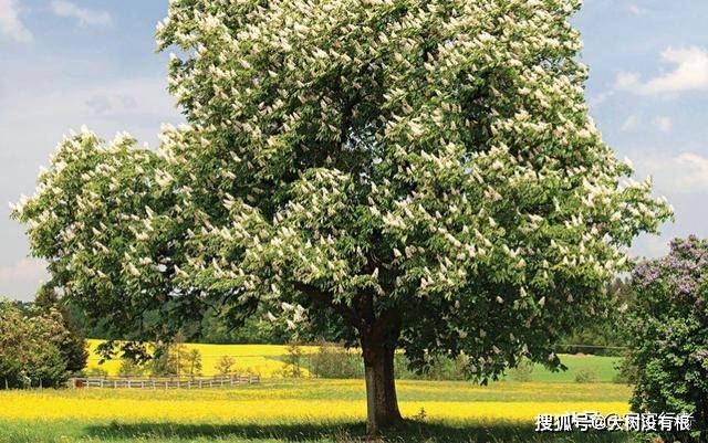 这种树木不能照射到阳光 一照阳光它就会释放出杀人的毒气 库拉