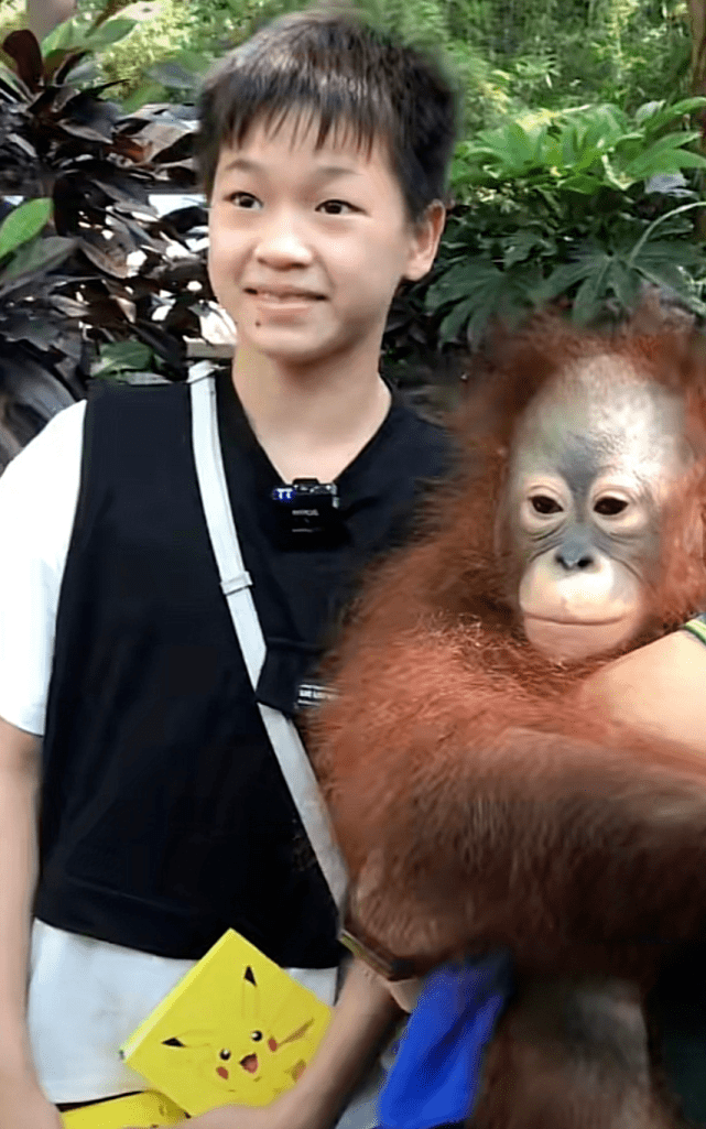 有爱!陈艾森带全红婵逛长隆动物园,红姐拍小猩猩肩膀,喂食小河马